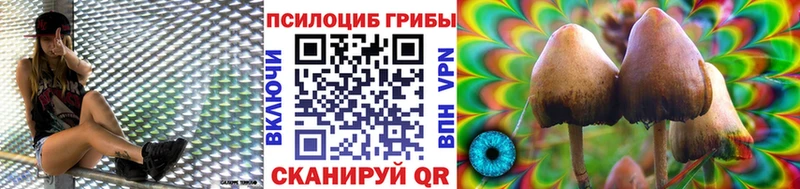 купить закладку  Николаевск  Псилоцибиновые грибы GOLDEN TEACHER 